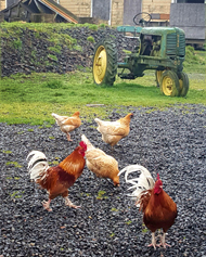 Oliver 60 Chickens